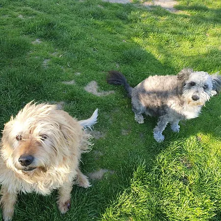 Bacshegyi Vendeghaz 2 Διαμέρισμα Kaptalantoti