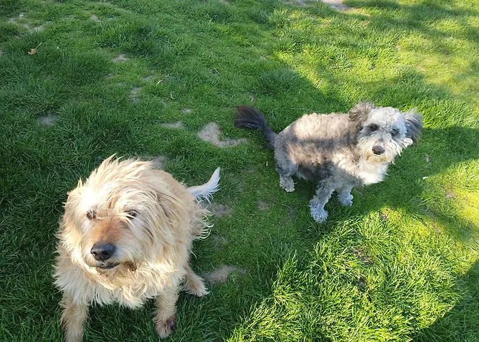 Bacshegyi Vendeghaz 2 Apartmán Kaptalantoti